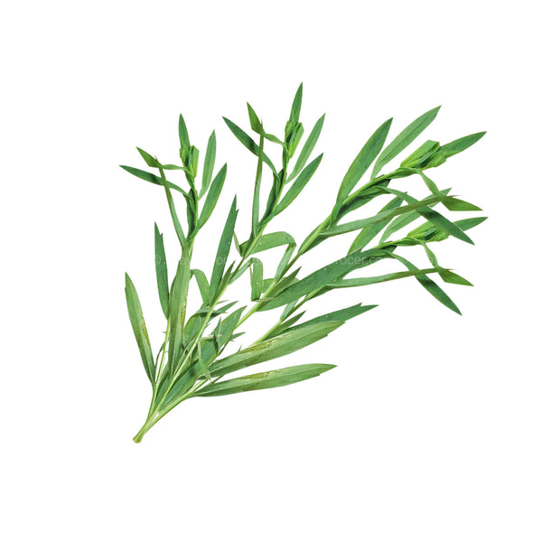 Genting Garden Tarragon Leaves (Malaysia) 10g (highest price)