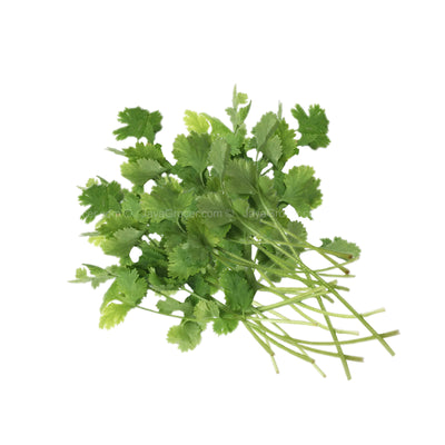 Genting Garden Coriander Leaves (Malaysia) 10g