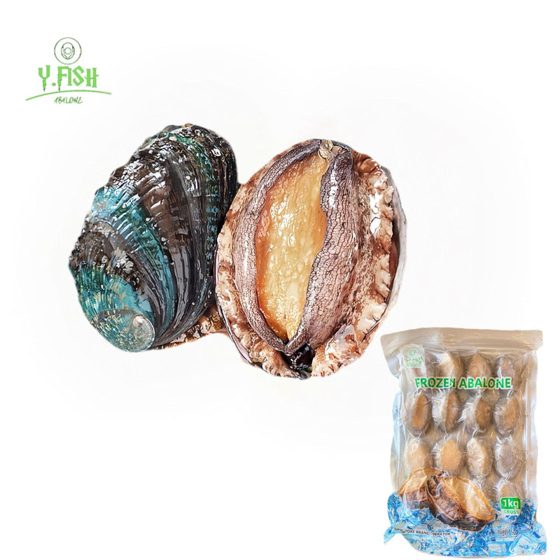 Ys Abalone With Shell 16pcs/pack