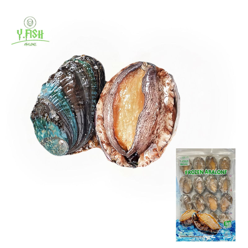 Ys Abalone With Shell 14pcs/pack