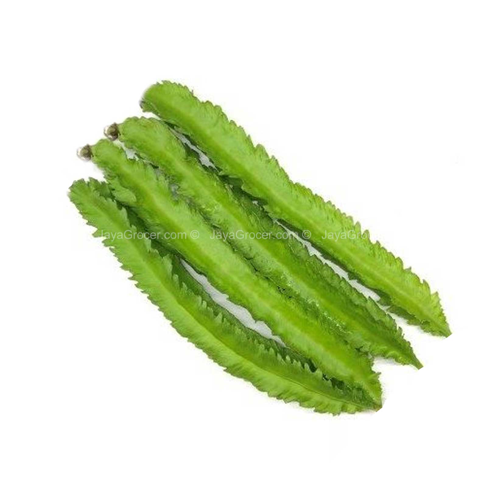 Four Angle Bean (Kacang Botol)