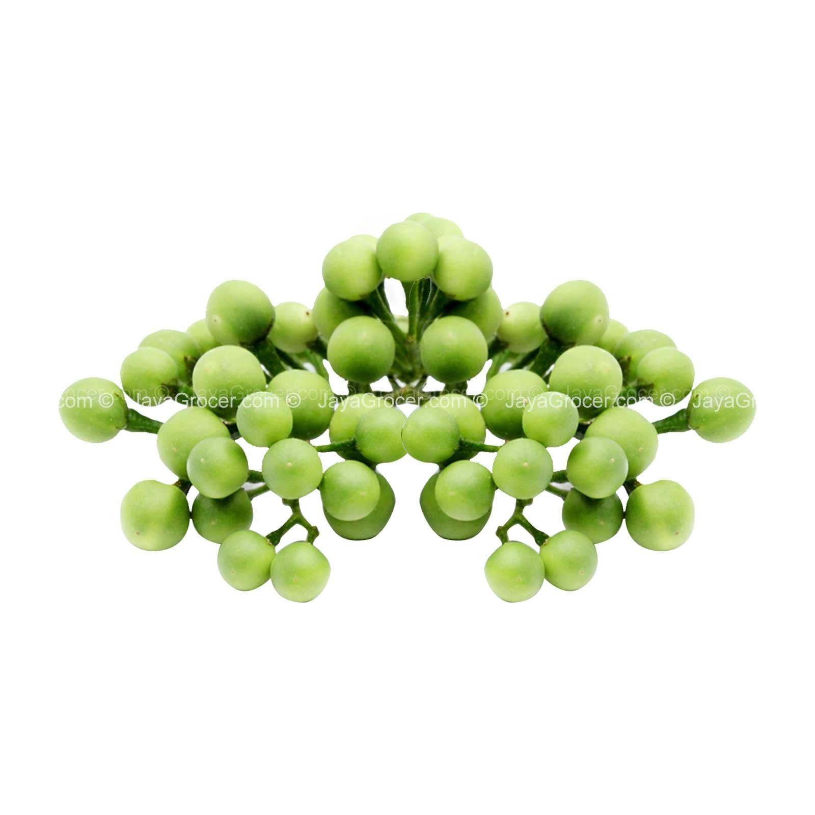 Terung Pipit (Pea Eggplant)